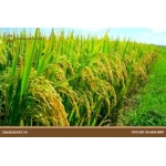 Khoai lang giống Nhật Đà Lạt – Loại 1kg